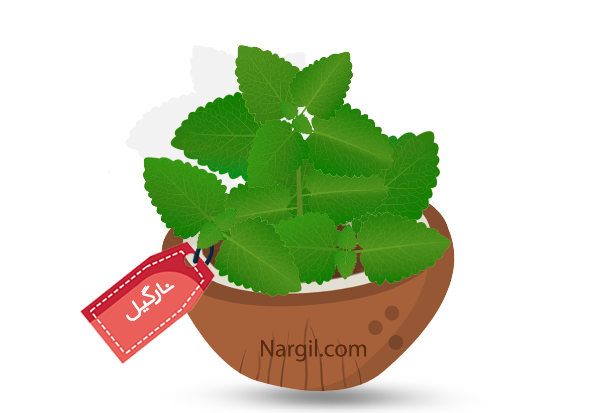 Nargil - Cuban oregano